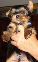 Щенки Йоркширского терьера от чистокровных произво дителей - <ro>Изображение</ro><ru>Изображение</ru> #3, <ru>Объявление</ru> #388630