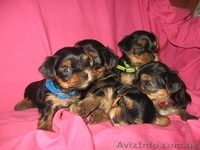 Щенки Йоркширского терьера от чистокровных произво дителей - <ro>Изображение</ro><ru>Изображение</ru> #1, <ru>Объявление</ru> #388630