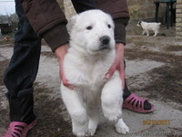 прекрасные щеночки алабая - <ro>Изображение</ro><ru>Изображение</ru> #3, <ru>Объявление</ru> #420772