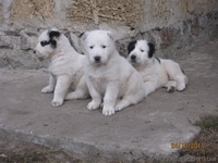 прекрасные щеночки алабая - <ro>Изображение</ro><ru>Изображение</ru> #2, <ru>Объявление</ru> #420772