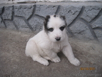 прекрасные щеночки алабая - <ro>Изображение</ro><ru>Изображение</ru> #4, <ru>Объявление</ru> #420772