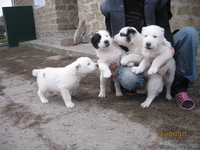 прекрасные щеночки алабая - <ro>Изображение</ro><ru>Изображение</ru> #1, <ru>Объявление</ru> #420772