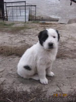 прекрасные щеночки алабая - <ro>Изображение</ro><ru>Изображение</ru> #5, <ru>Объявление</ru> #420772