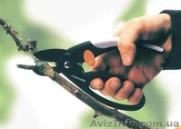 Профессиональная обрезка всех плодово-ягодных деревьев - <ro>Изображение</ro><ru>Изображение</ru> #1, <ru>Объявление</ru> #424960