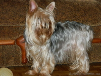 "йоркширский терьер продам" - <ro>Изображение</ro><ru>Изображение</ru> #1, <ru>Объявление</ru> #453388