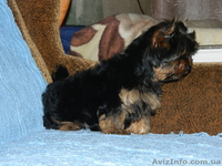 "йоркширский терьер продам" - <ro>Изображение</ro><ru>Изображение</ru> #2, <ru>Объявление</ru> #453388