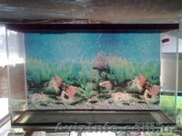 АКВАРИУМЫ ТЕРАРИУМЫ РЫБКИ РАСТЕНИЯ - <ro>Изображение</ro><ru>Изображение</ru> #2, <ru>Объявление</ru> #481173