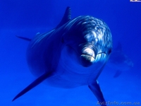 АКВАРИУМЫ ТЕРАРИУМЫ РЫБКИ РАСТЕНИЯ - <ro>Изображение</ro><ru>Изображение</ru> #5, <ru>Объявление</ru> #481173