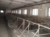 свинарник под розборку - <ro>Изображение</ro><ru>Изображение</ru> #1, <ru>Объявление</ru> #484290