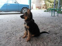 немецкая овчарка,  отличные  щенки - <ro>Изображение</ro><ru>Изображение</ru> #1, <ru>Объявление</ru> #499421