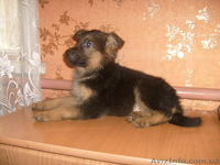 немецкая овчарка,  отличные  щенки - <ro>Изображение</ro><ru>Изображение</ru> #2, <ru>Объявление</ru> #499421