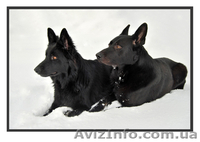 Продаются щенки ЧЕРНОЙ НЕМЕЦКОЙ ОВЧАРКИ - <ro>Изображение</ro><ru>Изображение</ru> #1, <ru>Объявление</ru> #543171