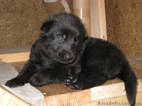 Продаются щенки ЧЕРНОЙ НЕМЕЦКОЙ ОВЧАРКИ - <ro>Изображение</ro><ru>Изображение</ru> #5, <ru>Объявление</ru> #543171