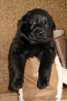 Продаются щенки ЧЕРНОЙ НЕМЕЦКОЙ ОВЧАРКИ - <ro>Изображение</ro><ru>Изображение</ru> #7, <ru>Объявление</ru> #543171