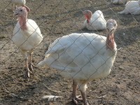 продам индюшат белие широкогрудие - <ro>Изображение</ro><ru>Изображение</ru> #3, <ru>Объявление</ru> #526990