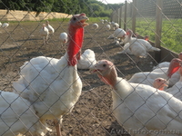 продам индюшат белие широкогрудие - <ro>Изображение</ro><ru>Изображение</ru> #1, <ru>Объявление</ru> #526990