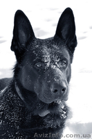 Продаются щенки ЧЕРНОЙ НЕМЕЦКОЙ ОВЧАРКИ - <ro>Изображение</ro><ru>Изображение</ru> #2, <ru>Объявление</ru> #543171