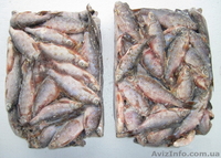 Продам плотву свежемороженную - <ro>Изображение</ro><ru>Изображение</ru> #1, <ru>Объявление</ru> #554651