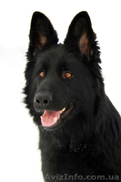Продаются щенки ЧЕРНОЙ НЕМЕЦКОЙ ОВЧАРКИ - <ro>Изображение</ro><ru>Изображение</ru> #3, <ru>Объявление</ru> #543171
