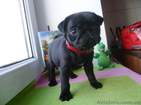 Щенки мопс черного окраса д.р. 08.11.12 - <ro>Изображение</ro><ru>Изображение</ru> #1, <ru>Объявление</ru> #557787