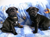 Щенки мопс черного окраса д.р. 08.11.12 - <ro>Изображение</ro><ru>Изображение</ru> #2, <ru>Объявление</ru> #557787