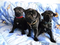 Щенки мопс черного окраса д.р. 08.11.12 - <ro>Изображение</ro><ru>Изображение</ru> #3, <ru>Объявление</ru> #557787