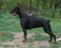 Предлагаются породные щенки добермана - <ro>Изображение</ro><ru>Изображение</ru> #1, <ru>Объявление</ru> #592469