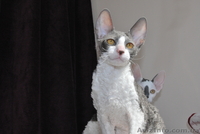 котята корниш-рекс - <ro>Изображение</ro><ru>Изображение</ru> #2, <ru>Объявление</ru> #596486