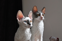котята корниш-рекс - <ro>Изображение</ro><ru>Изображение</ru> #3, <ru>Объявление</ru> #596486