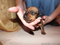 Таксы стандартные - <ro>Изображение</ro><ru>Изображение</ru> #3, <ru>Объявление</ru> #569838