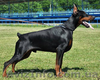 Предлагаются породные щенки добермана - <ro>Изображение</ro><ru>Изображение</ru> #4, <ru>Объявление</ru> #592469