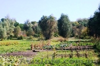 Продам дом возле Каменки Черкасской области - <ro>Изображение</ro><ru>Изображение</ru> #4, <ru>Объявление</ru> #630787