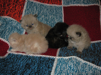 Продаются персидские котята - <ro>Изображение</ro><ru>Изображение</ru> #4, <ru>Объявление</ru> #686554