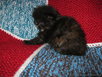 Продаются персидские котята - <ro>Изображение</ro><ru>Изображение</ru> #6, <ru>Объявление</ru> #686554