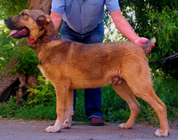 Щенки среднеазиатской овчарки ( Алабай ) - <ro>Изображение</ro><ru>Изображение</ru> #1, <ru>Объявление</ru> #676384