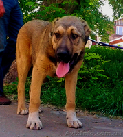 Щенки среднеазиатской овчарки ( Алабай ) - <ro>Изображение</ro><ru>Изображение</ru> #3, <ru>Объявление</ru> #676384