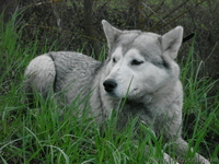 Щенок сибирской хаски - <ro>Изображение</ro><ru>Изображение</ru> #1, <ru>Объявление</ru> #760334