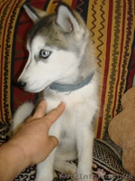 Щенок сибирской хаски - <ro>Изображение</ro><ru>Изображение</ru> #2, <ru>Объявление</ru> #760334
