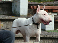 кобель бультерьера - <ro>Изображение</ro><ru>Изображение</ru> #2, <ru>Объявление</ru> #768138