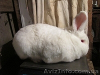 Продам молодняк калифорнийских кроликов  и НЗБ - <ro>Изображение</ro><ru>Изображение</ru> #3, <ru>Объявление</ru> #767630