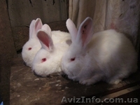 Продам молодняк калифорнийских кроликов  и НЗБ - <ro>Изображение</ro><ru>Изображение</ru> #1, <ru>Объявление</ru> #767630