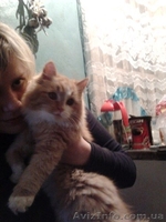 Отдам кошечку бесплатно в хорошие руки - <ro>Изображение</ro><ru>Изображение</ru> #1, <ru>Объявление</ru> #801207
