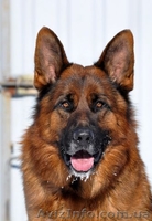 Щенки нем.овчарки от импортированных родителей.Германия. - <ro>Изображение</ro><ru>Изображение</ru> #2, <ru>Объявление</ru> #826480