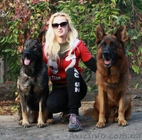 Щенки нем.овчарки от импортированных родителей.Германия. - <ro>Изображение</ro><ru>Изображение</ru> #3, <ru>Объявление</ru> #826480