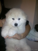 Очаровательные щенки самоедской лайки клуб кку - <ro>Изображение</ro><ru>Изображение</ru> #4, <ru>Объявление</ru> #828651