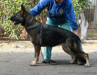 Щенки нем.овчарки от импортированных родителей.Германия. - <ro>Изображение</ro><ru>Изображение</ru> #6, <ru>Объявление</ru> #826480