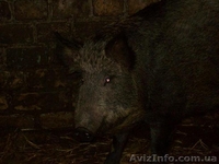 Продам дикі свинки - <ro>Изображение</ro><ru>Изображение</ru> #1, <ru>Объявление</ru> #838105