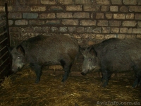 Продам дикі свинки - <ro>Изображение</ro><ru>Изображение</ru> #2, <ru>Объявление</ru> #838105