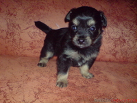 Продаются щенки Чихуахуа! Срочно! - <ro>Изображение</ro><ru>Изображение</ru> #2, <ru>Объявление</ru> #836587