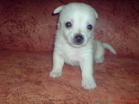 Продаются щенки Чихуахуа - <ro>Изображение</ro><ru>Изображение</ru> #3, <ru>Объявление</ru> #835013